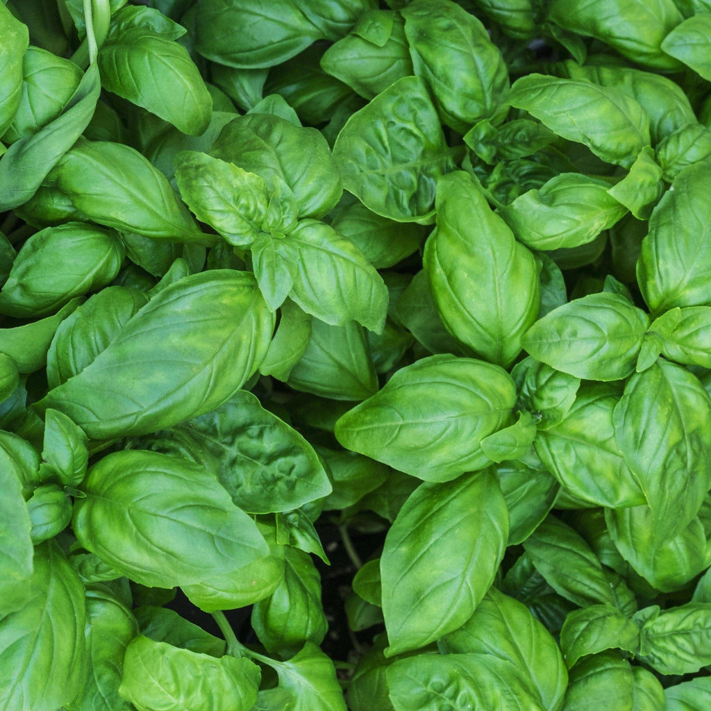 Basilic BIO - la botte NOT_APPLICABLE vrac-zero-dechet-ecolo-balma-gramont
