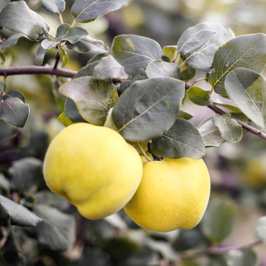 Coings BIO -500g Ferm'en bio vrac-zero-dechet-ecolo-balma-gramont