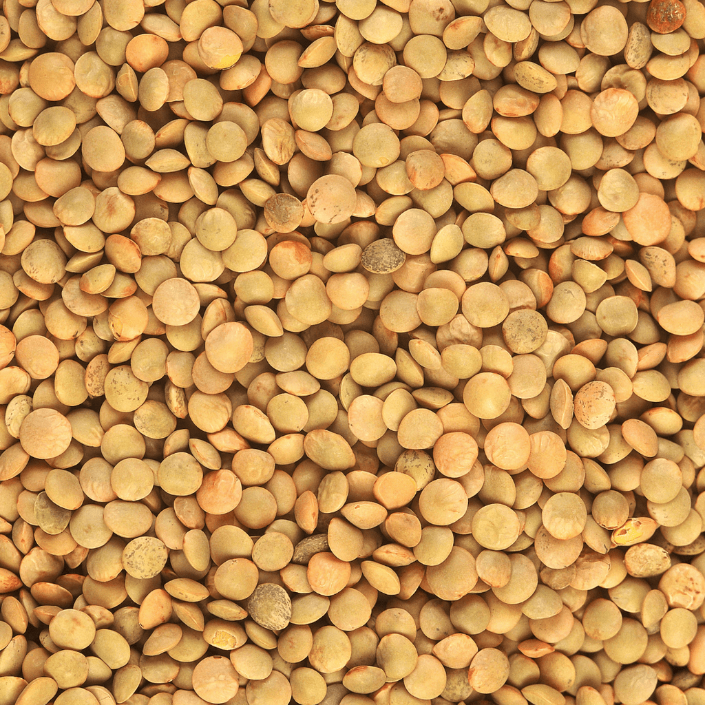 DATE-COURTE (07/23) PROLONGE (07/24) Lentilles blondes BIO - 5kg Coopérative agricole Qualisol vrac-zero-dechet-ecolo-balma-gramont