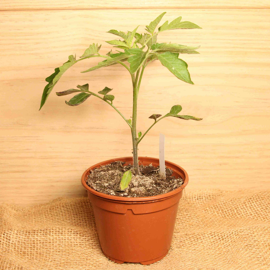 Plant de tomate cerise variété "Prune rouge" BIO - Le pot Le Bon Plant vrac-zero-dechet-ecolo-balma-gramont