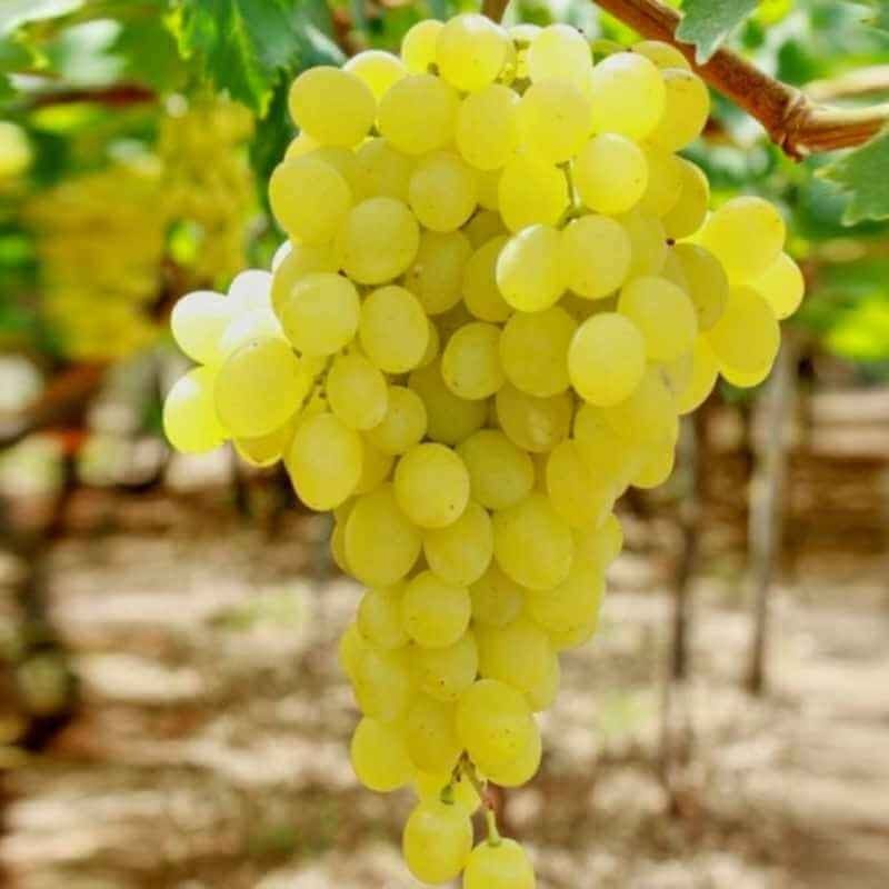 Raisin blanc sans pépins BIO - 500g NOT_APPLICABLE vrac-zero-dechet-ecolo-balma-gramont