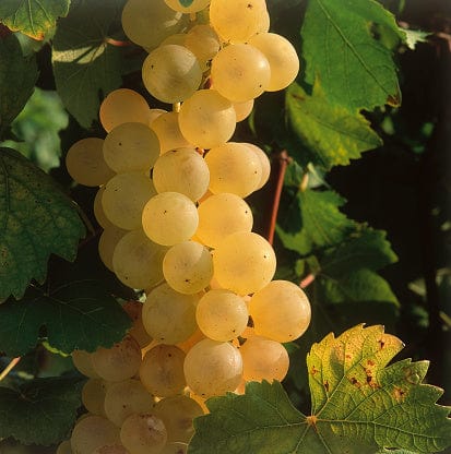 Raisin Chasselas BIO - 500g NOT_APPLICABLE vrac-zero-dechet-ecolo-balma-gramont