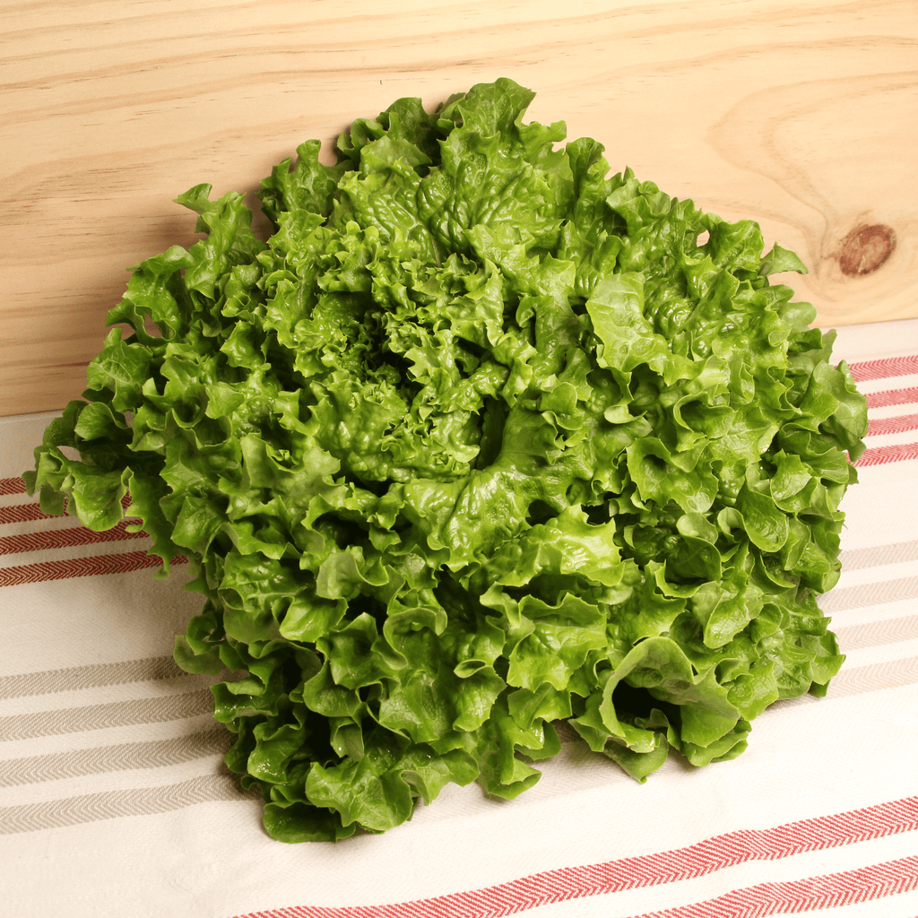 Salade batavia France BIO - la pièce Ferm'en bio vrac-zero-dechet-ecolo-balma-gramont