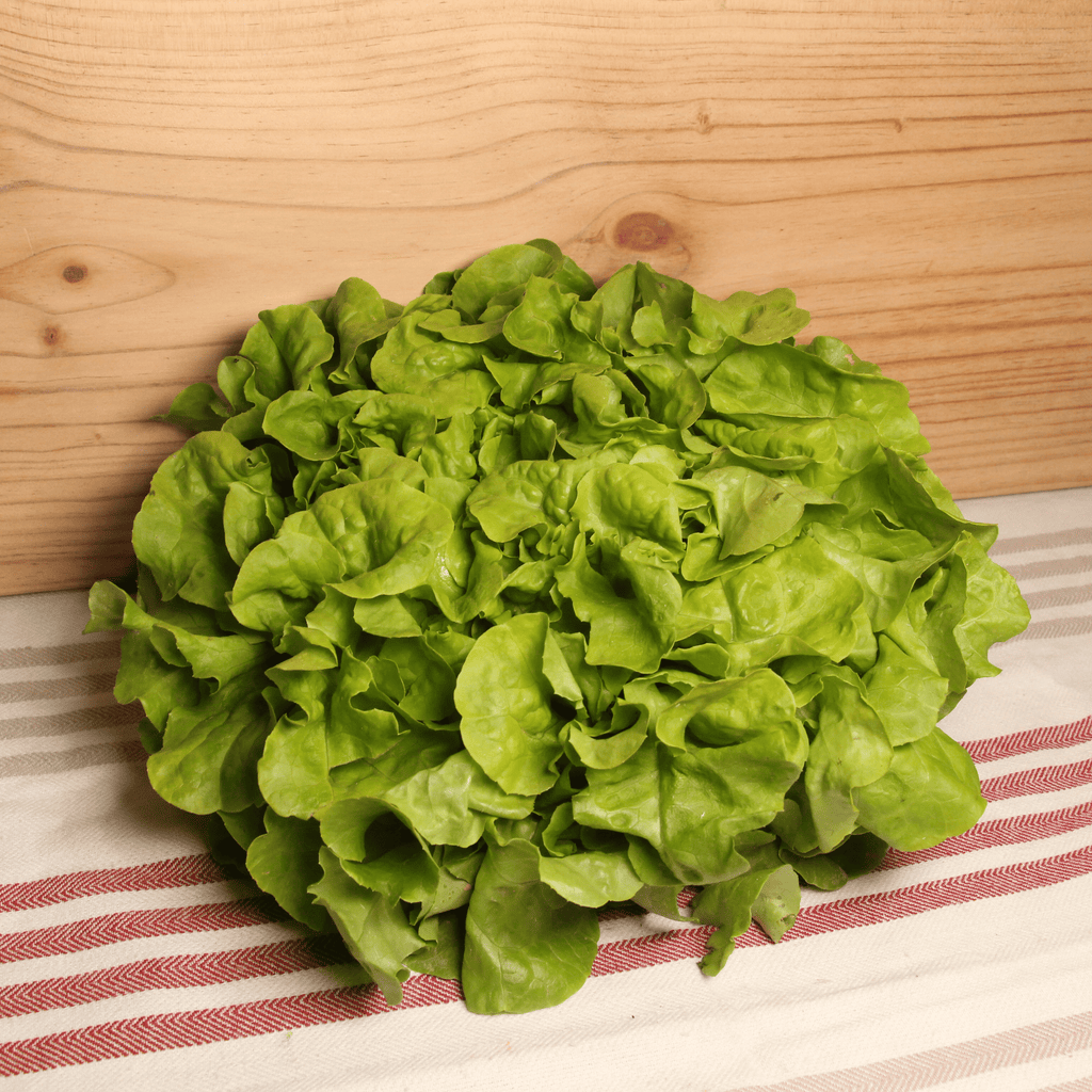 Salade feuille de chêne Cat 2 France BIO - la pièce Ferm'en bio vrac-zero-dechet-ecolo-balma-gramont
