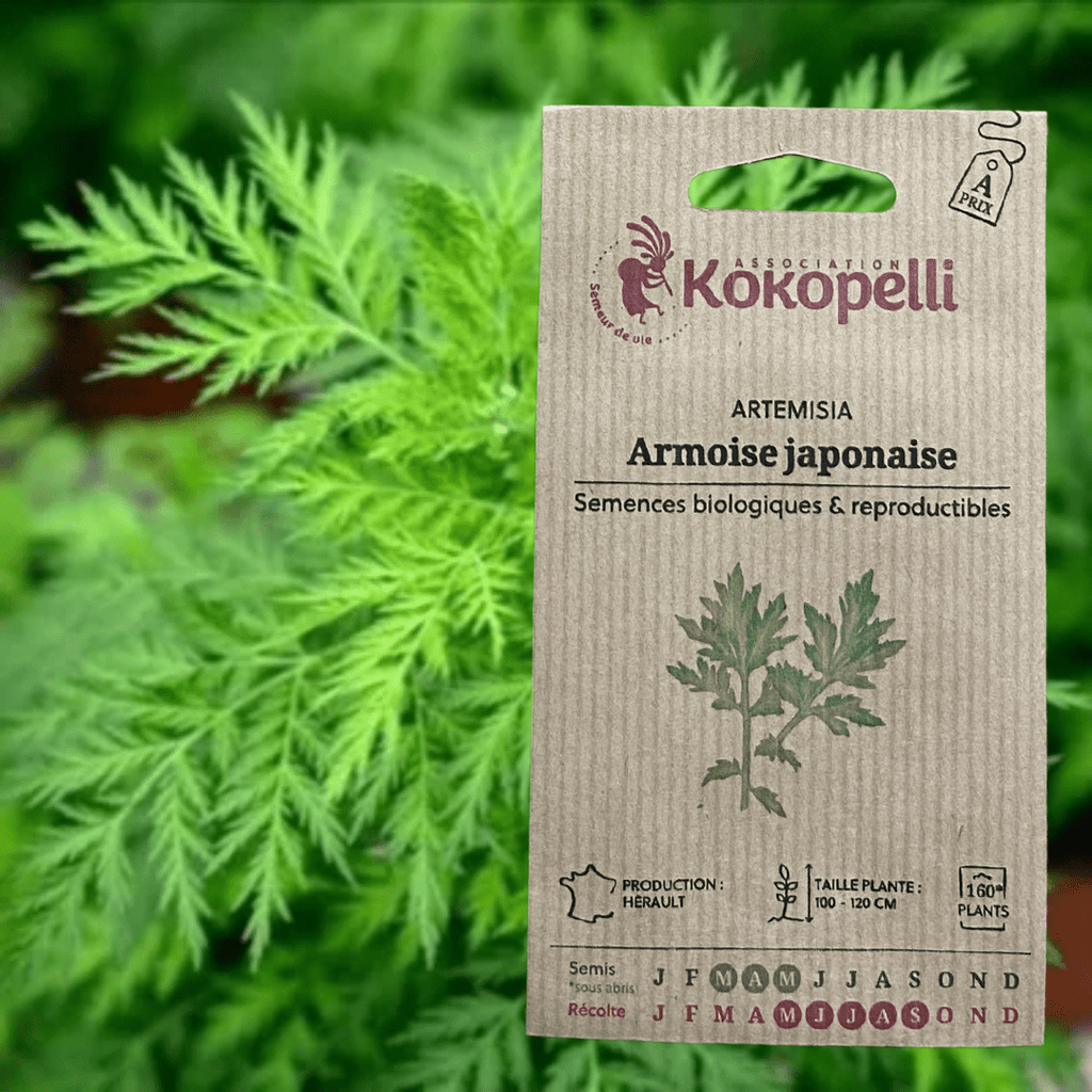 Semences - Artemisia Armoise Japonaise BIO Kokopelli vrac-zero-dechet-ecolo-balma-gramont