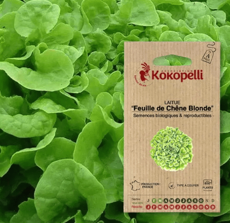 Semences - Laitue à Couper Feuille de Chêne Blonde BIO Kokopelli vrac-zero-dechet-ecolo-balma-gramont