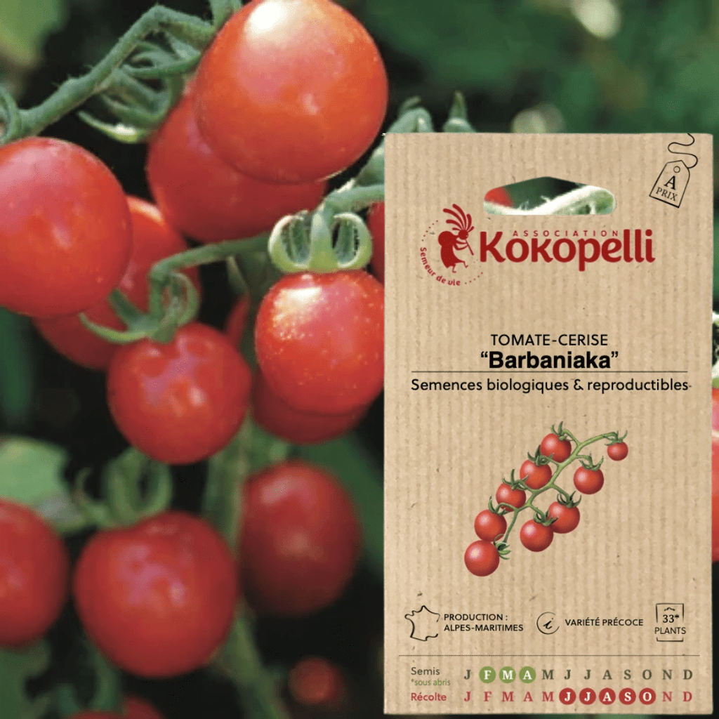 Semences - Tomate-Cerise Rouge Barbaniaka BIO Kokopelli vrac-zero-dechet-ecolo-balma-gramont